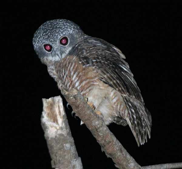 Ninox rudolfi (Punggok Wengi)