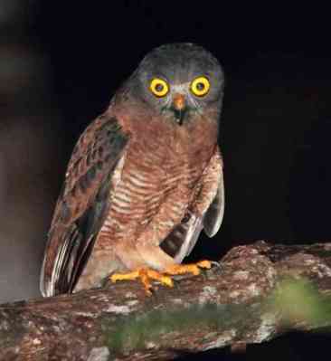 Ninox squamipila (Pungguk Maluku)