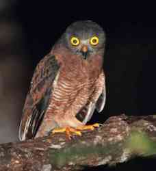 Ninox squamipila (Pungguk Maluku)