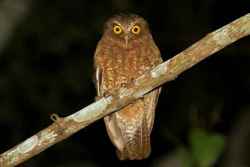 Ninox sumbaensis (Pungguk Sumba)