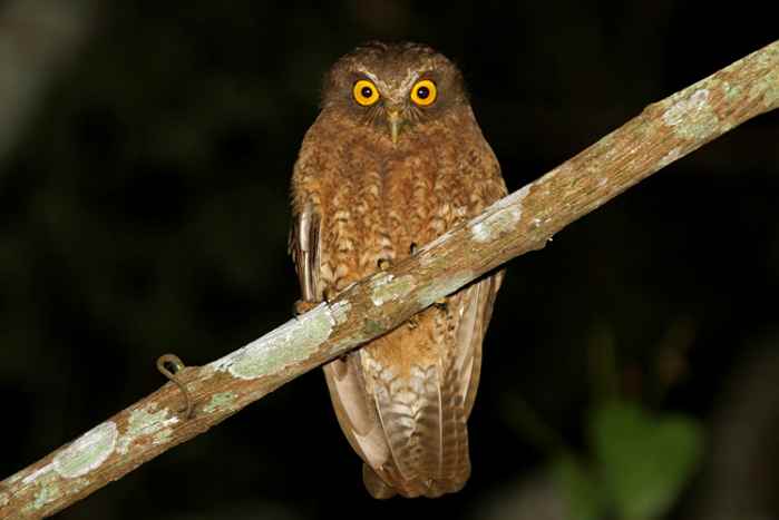 Ninox sumbaensis (Pungguk Sumba)