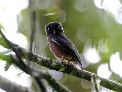 Ninox theomacha (Punggok Rimba, Pungguk Papua)