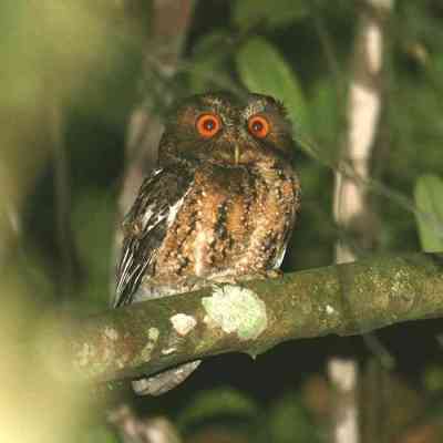 Otus angelinae (Celepuk Jawa)