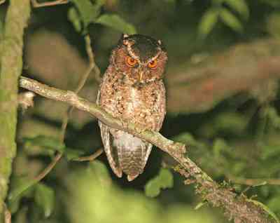 Otus brookii (Celepuk Raja)