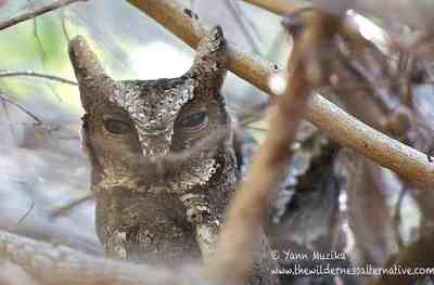 Otus lempiji (Celepuk Reban)