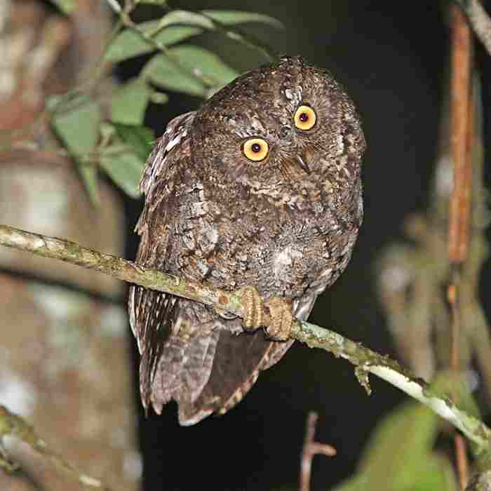 Otus manadensis (Celepuk Sulawesi)