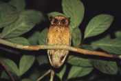 Otus rufescens (Celepuk Merah)