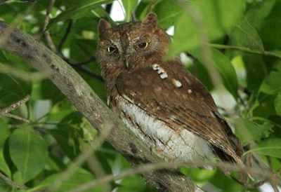 Otus sunia (Celepuk Asia)