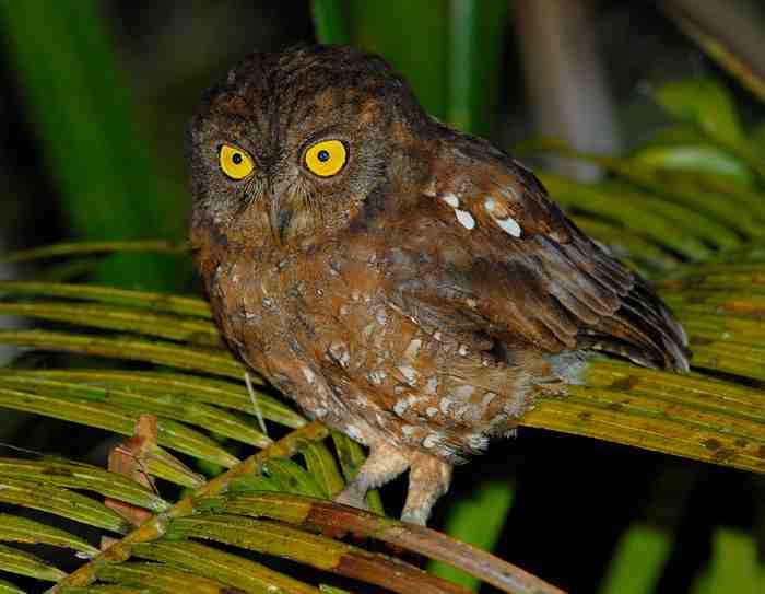 Otus umbra (Celepuk Simalur)
