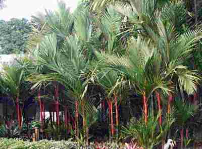 Palem Merah (Cyrtostachys renda)