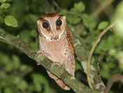 Phodilus badius (Serak Bukit, Wowo-wiwi)