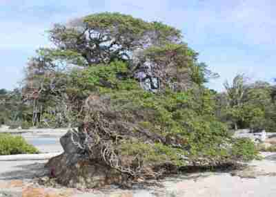 Pohon Stigi (Pemphis acidula)