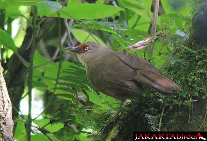 Burung Poksay Kuda (Garrulax rufifrons)