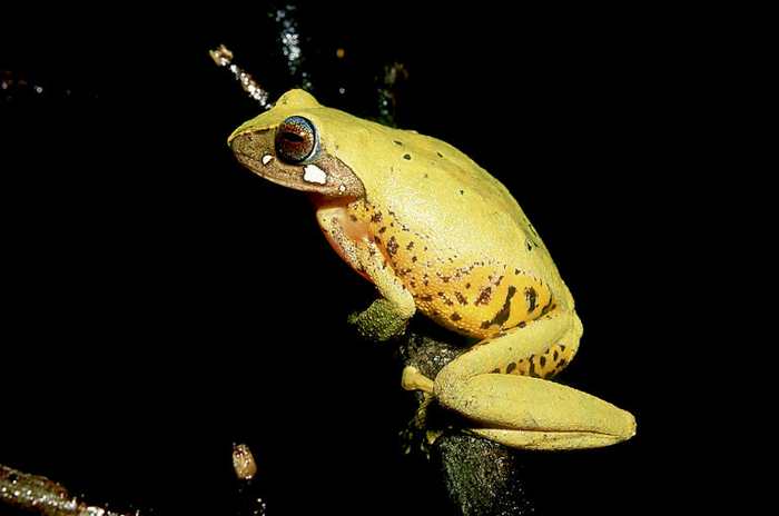 Rhacophorus angulirostris (Masked Tree Frog)