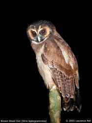 Strix leptogrammica (Kukuk Beluk)