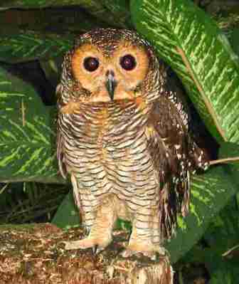 Strix seloputo (Seloputo)