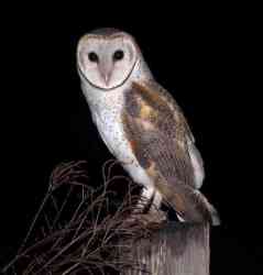 Tyto alba (Serak Jawa)