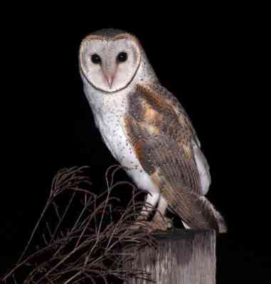 Tyto alba (Serak Jawa)
