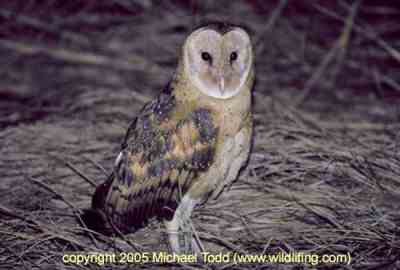 Tyto longimembris (Serak Padang)