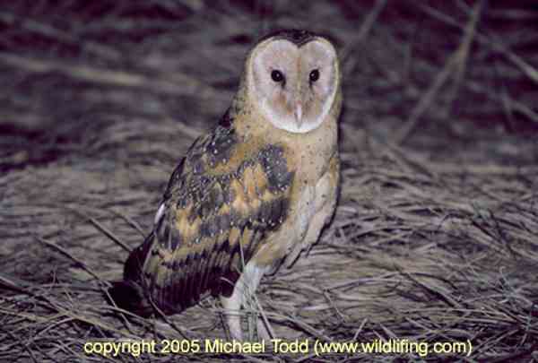 Tyto longimembris (Serak Padang)