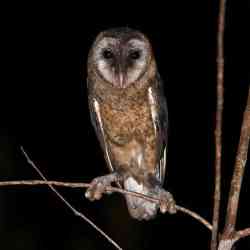 Tyto nigrobrunnea (Serak Taliabu)