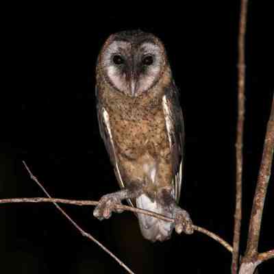 Tyto nigrobrunnea (Serak Taliabu)