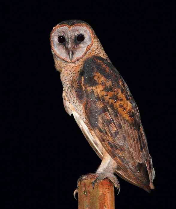 Tyto rosenbergii (Serak Sulawesi)