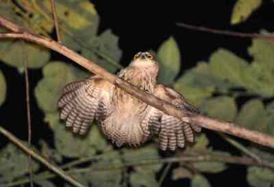Uroglaux dimorpha (Pungguk Papua, Beluk Papua)