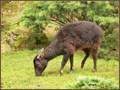 Anoa Pegunungan (Bubalus quarlesi)