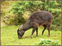 Anoa Pegunungan (Bubalus quarlesi)