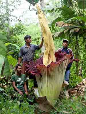 Bunga Bangkai (Amorphophallus titanum)