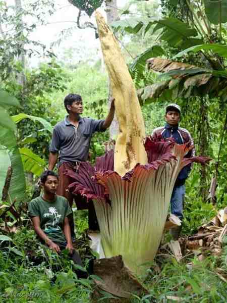 Bunga Bangkai (Amorphophallus titanum)