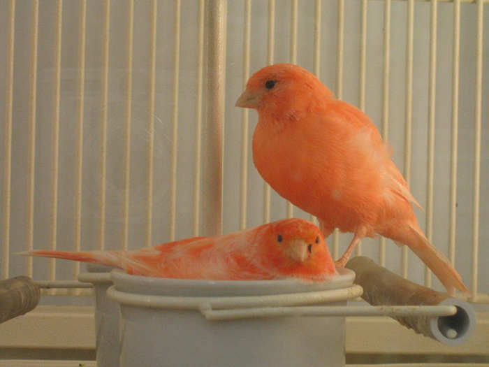 Gambar Burung Kenari