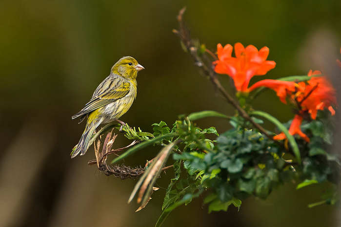 Gambar Burung Kenari