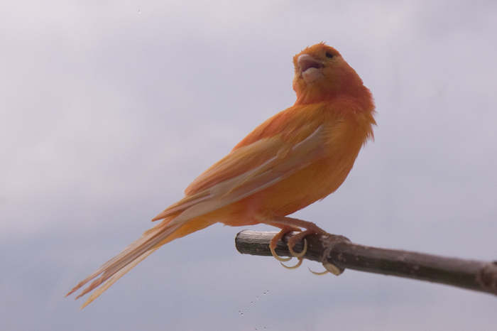 Gambar Burung Kenari