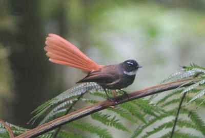 Burung Kipasan Ekor-merah (Rhipidura phoenicura) 02