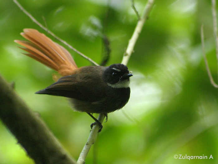 Burung Kipasan Ekor-merah (Rhipidura phoenicura)
