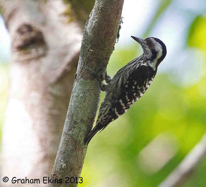 Caladi Belacan - Picoides canicapillus