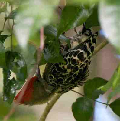 Caladi Tikotok - Hemicircus concretus