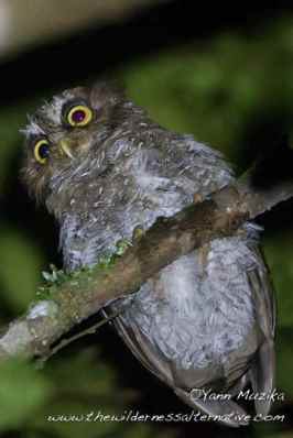 Celepuk Flores (Otus alfredi)