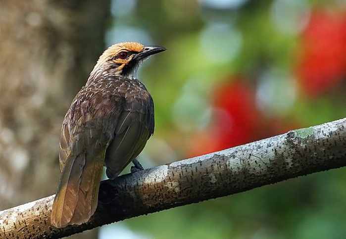 Cucak Rowo (Pycnonotus zeylanicus)