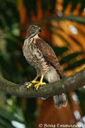 Elang-alap Jambul (Accipiter trivirgatus)
