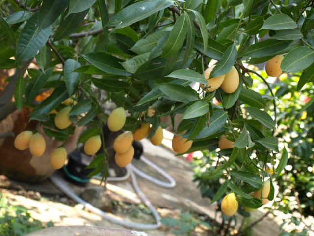Gandaria Bouea macrophylla (2)
