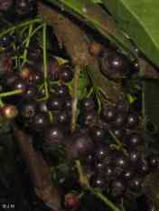 Buah Gowok (Syzygium polycephalum)