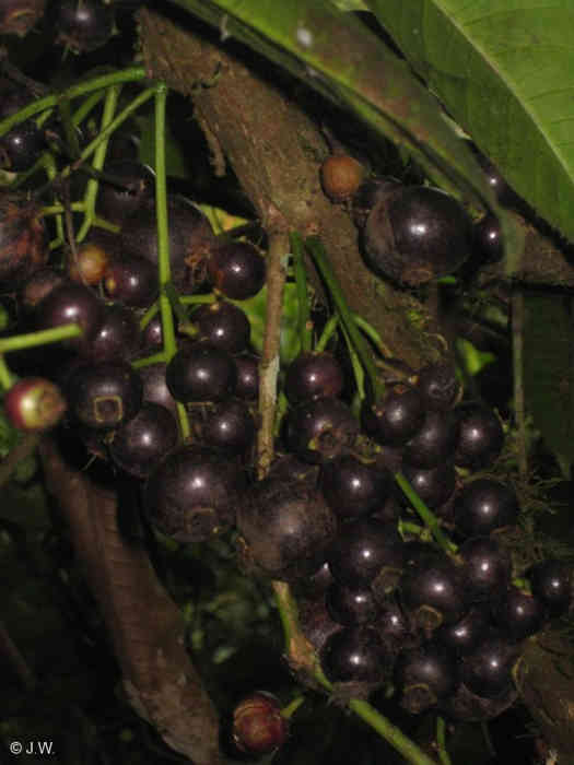 Buah Gowok (Syzygium polycephalum)