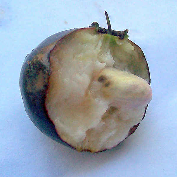 Buah gowok (Syzygium polycephalum) dengan daging buahnya