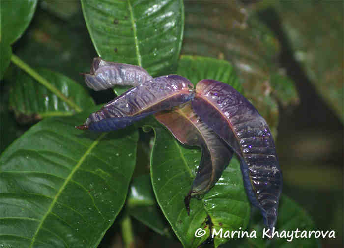 Daun pohon Gowok (Syzygium polycephalum)