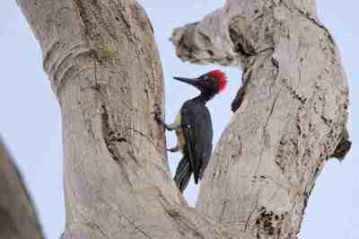 Pelatuk Ayam - Dryocopus javensis