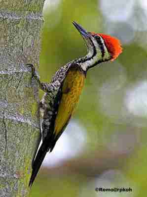 Pelatuk Besi - Dinopium javanense