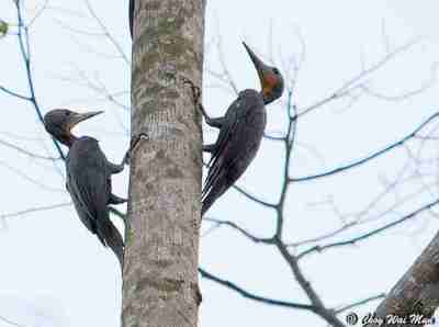 Pelatuk Kelabu-besar - Mulleripicus pulverulentus
